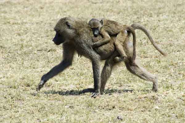 Mono Babuino - parque nacional lago Manyara - Tanzania 3.jpg